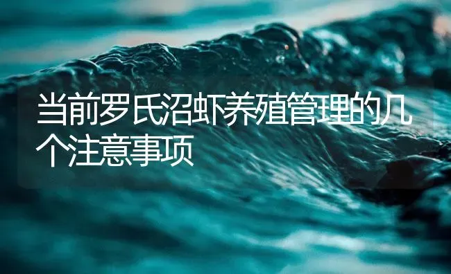 当前罗氏沼虾养殖管理的几个注意事项 | 海水养殖