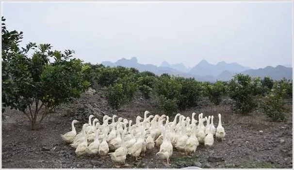 鹅病治疗的五大注意事项 | 动物养殖资料
