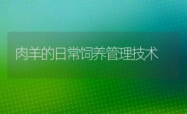 肉羊的日常饲养管理技术 | 家畜养殖