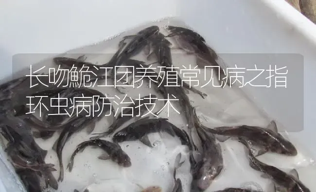 长吻鮠江团养殖常见病之指环虫病防治技术 | 淡水养殖