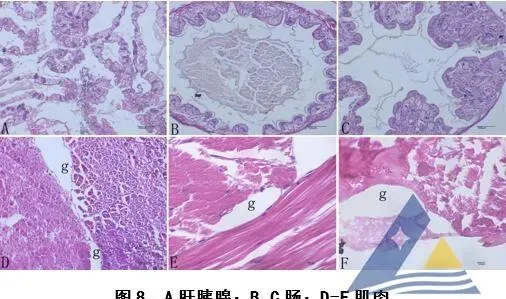 [每周一例]疑似气泡病引起小龙虾肌肉发白