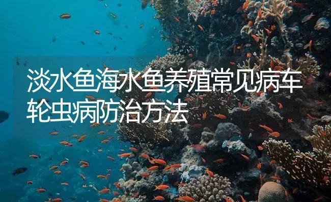 淡水鱼海水鱼养殖常见病车轮虫病防治方法 | 养殖病虫害防治