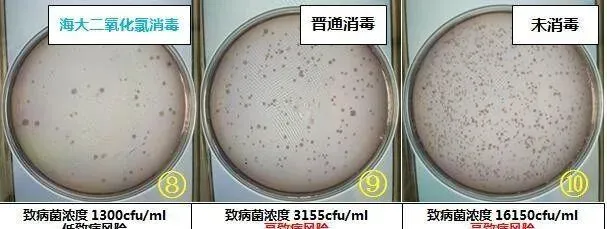 青鱼、鳊鱼鱼病高峰即将来临，请做好准备