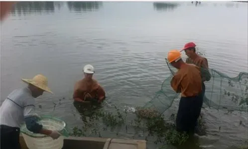南美白对虾养殖户如何确定收虾时机？