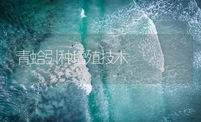 青蛤引种增殖技术 | 海水养殖