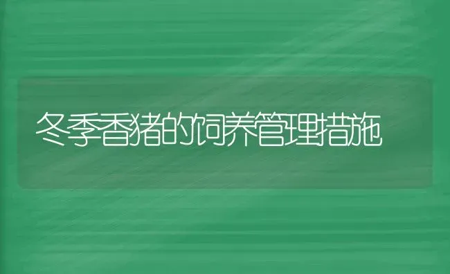 冬季香猪的饲养管理措施 | 家畜养殖