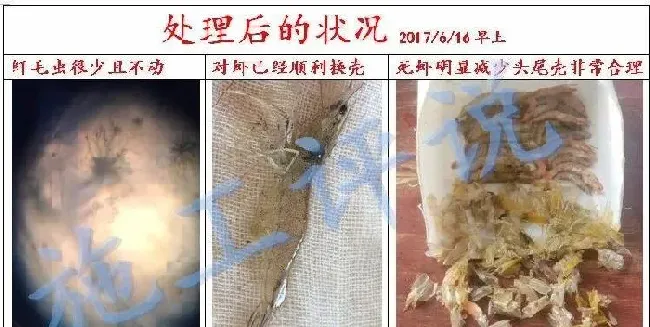 夏造对虾长不大？看看是不是这四大方面的原因！