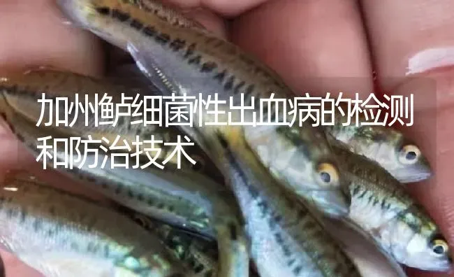 加州鲈细菌性出血病的检测和防治技术 | 淡水养殖