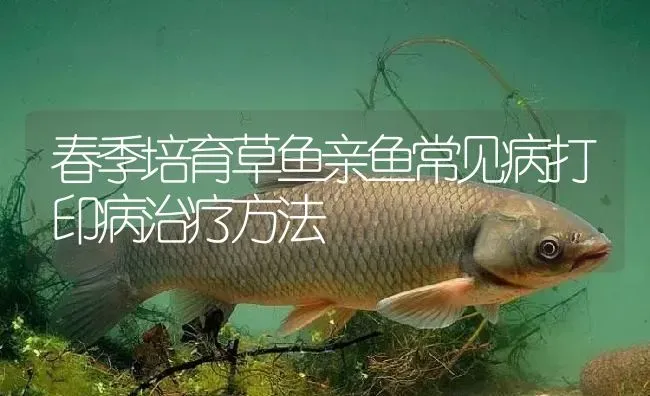 春季培育草鱼亲鱼常见病打印病治疗方法 | 淡水养殖