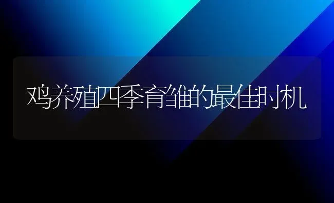 鸡养殖四季育雏的最佳时机 | 家禽养殖