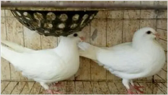鸽子停止产蛋的原因是什么？怎么提供鸽子产蛋量 | 养殖疾病