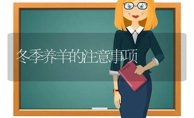 冬季养羊的注意事项 | 家畜养殖