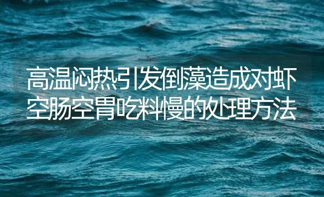 高温闷热引发倒藻造成对虾空肠空胃吃料慢的处理方法 | 海水养殖