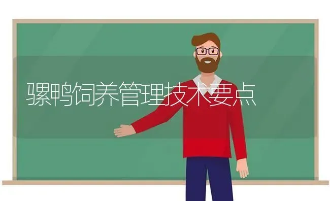 骡鸭饲养管理技术要点 | 家禽养殖