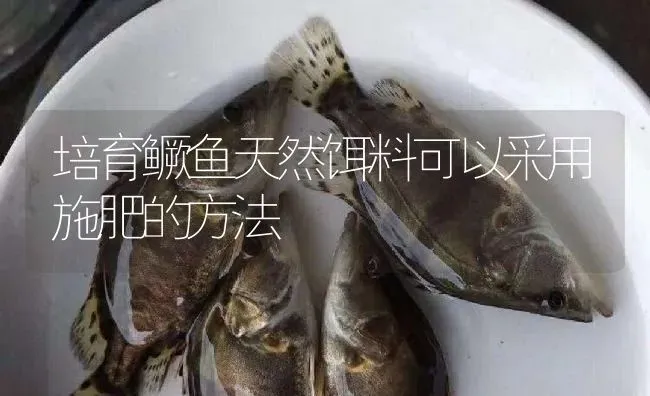 培育鳜鱼天然饵料可以采用施肥的方法 | 淡水养殖