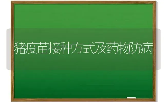 猪疫苗接种方式及药物防病 | 养殖病虫害防治
