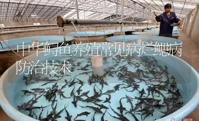 中华鲟鱼养殖常见病烂鳃病防治技术 | 淡水养殖