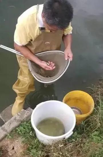 养殖鲮鱼如何缩短生长周期降低饲料成本？