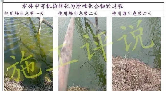 夏造对虾长不大？看看是不是这四大方面的原因！