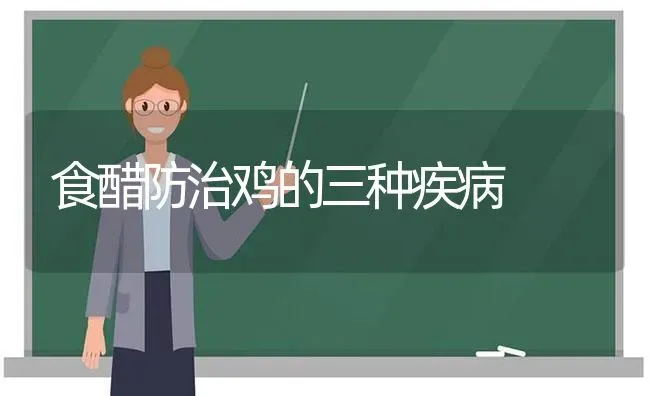 食醋防治鸡的三种疾病 | 家禽养殖