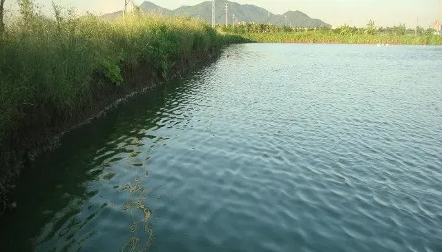 蓝藻毒素导致黄鳍鲷慢性中毒死亡的处理方法