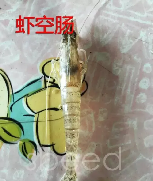 高温天气南美白对虾病害增加，养殖户如何应对