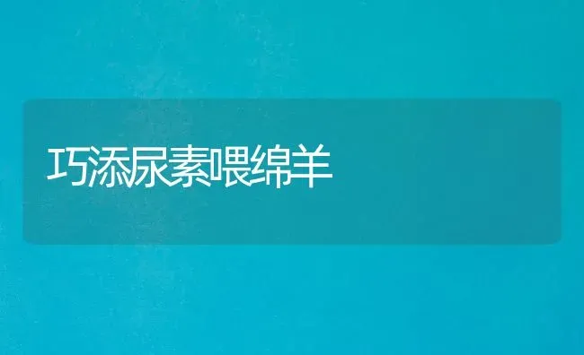 巧添尿素喂绵羊 | 家畜养殖