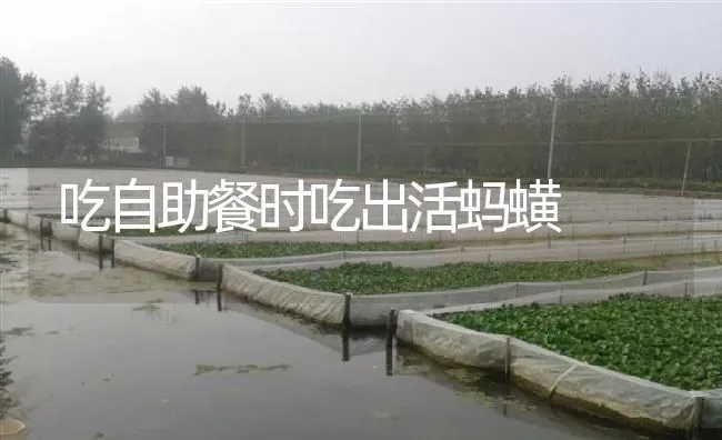 吃自助餐时吃出活蚂蟥 | 特种养殖