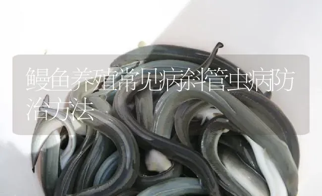 鳗鱼养殖常见病斜管虫病防治方法 | 淡水养殖
