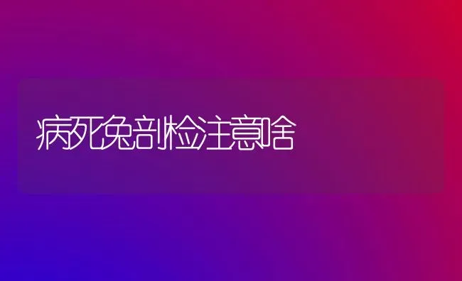 病死兔剖检注意啥 | 家畜养殖