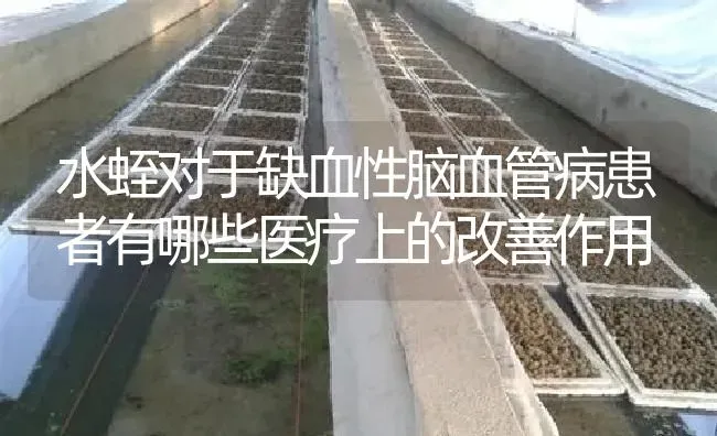 水蛭对于缺血性脑血管病患者有哪些医疗上的改善作用 | 特种养殖