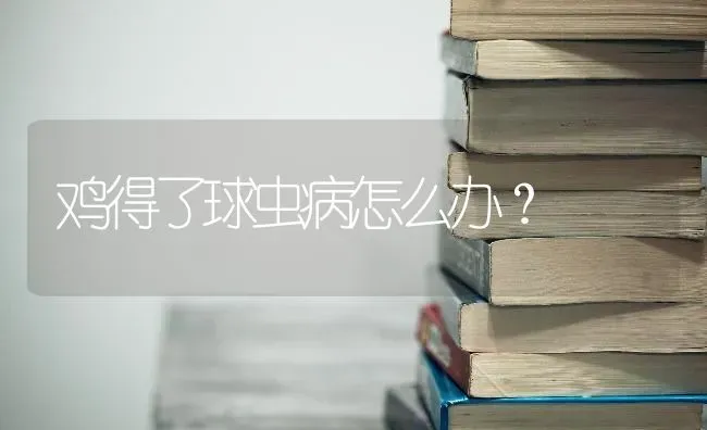 鸡得了球虫病怎么办？ | 家禽养殖