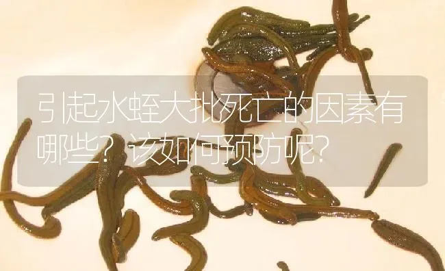 引起水蛭大批死亡的因素有哪些？该如何预防呢？ | 特种养殖