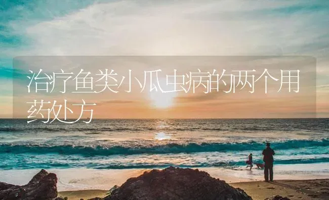 治疗鱼类小瓜虫病的两个用药处方 | 养殖病虫害防治