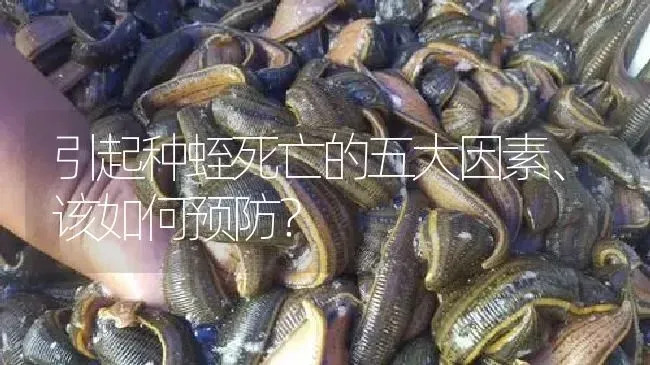 引起种蛭死亡的五大因素、该如何预防？ | 特种养殖