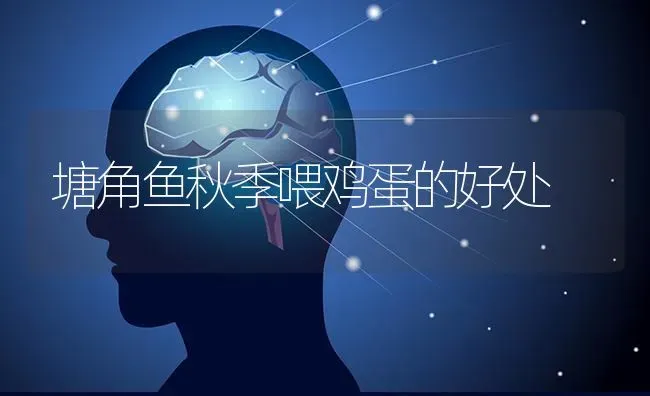 塘角鱼秋季喂鸡蛋的好处 | 家禽养殖