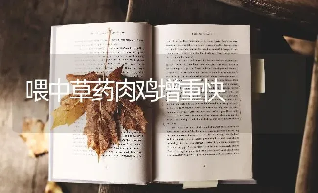 喂中草药肉鸡增重快 | 养殖病虫害防治