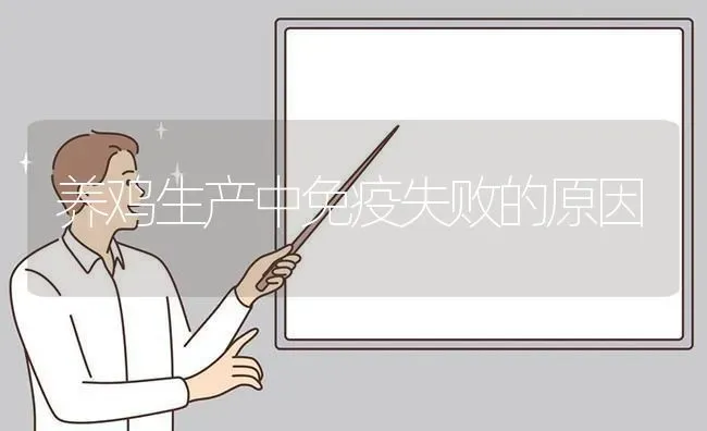 养鸡生产中免疫失败的原因 | 家禽养殖