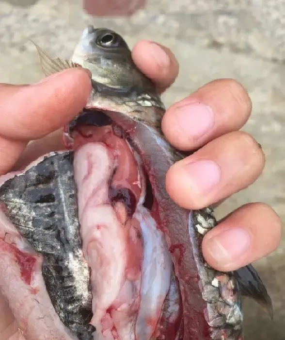 车轮虫引起应激性出血死鱼一例