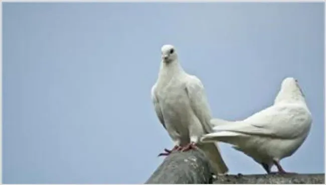 鸽子停止产蛋的原因是什么？怎么提供鸽子产蛋量 | 养殖疾病