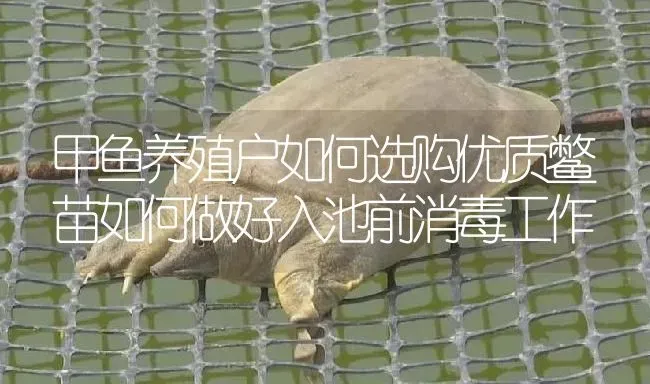 甲鱼养殖户如何选购优质鳖苗如何做好入池前消毒工作 | 淡水养殖