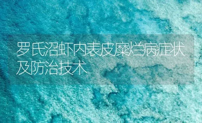 罗氏沼虾内表皮糜烂病症状及防治技术 | 海水养殖