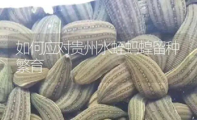 如何应对贵州水蛭蚂蝗留种繁育 | 特种养殖