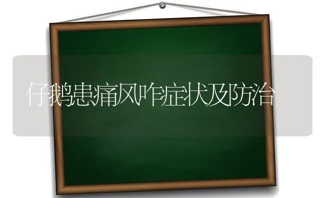 仔鹅患痛风咋症状及防治 | 家禽养殖