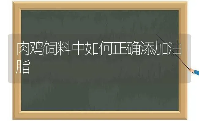 肉鸡饲料中如何正确添加油脂 | 家禽养殖