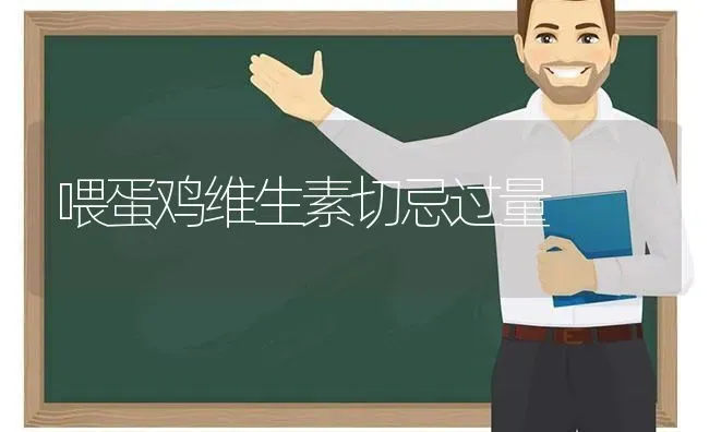 喂蛋鸡维生素切忌过量 | 家禽养殖