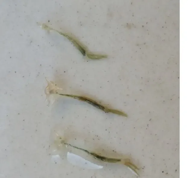 又至白露鱼病多发期，养鱼户有虫杀虫需谨慎