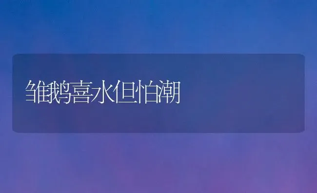 雏鹅喜水但怕潮 | 家禽养殖