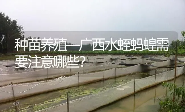 种苗养殖—广西水蛭蚂蝗需要注意哪些？ | 特种养殖