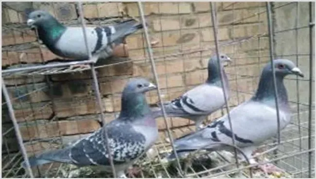 鸽子停止产蛋的原因是什么？怎么提供鸽子产蛋量 | 养殖疾病